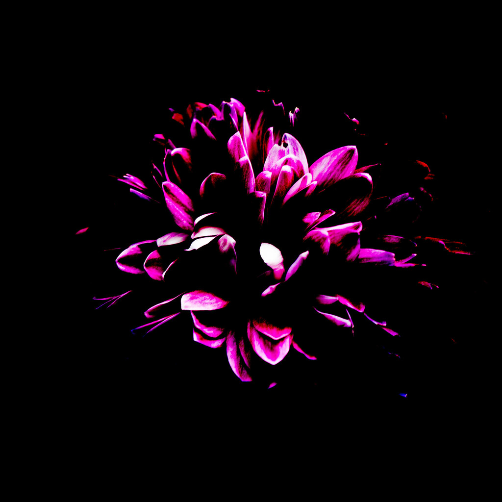 Essence of purple chrysanthemum by randystreat