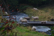 24th Sep 2023 - luckily the sheep were re-enacting the fairy story