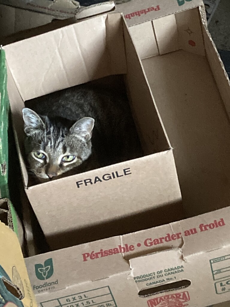 Today I…Found Precious in a Box  by spanishliz