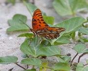 24th Sep 2023 - LHG_9952Gulf Fritillary at perdido pass