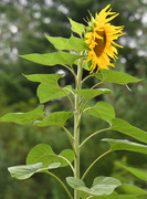 24th Sep 2023 - 8 Feet Tall Sunflower