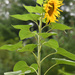 8 Feet Tall Sunflower by paintdipper