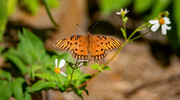 24th Sep 2023 - Gulf Fritillary Butterfly!