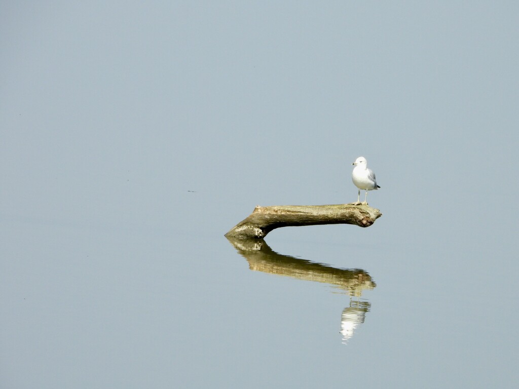 single seagull by amyk