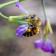 23rd Sep 2023 - Honey Bee