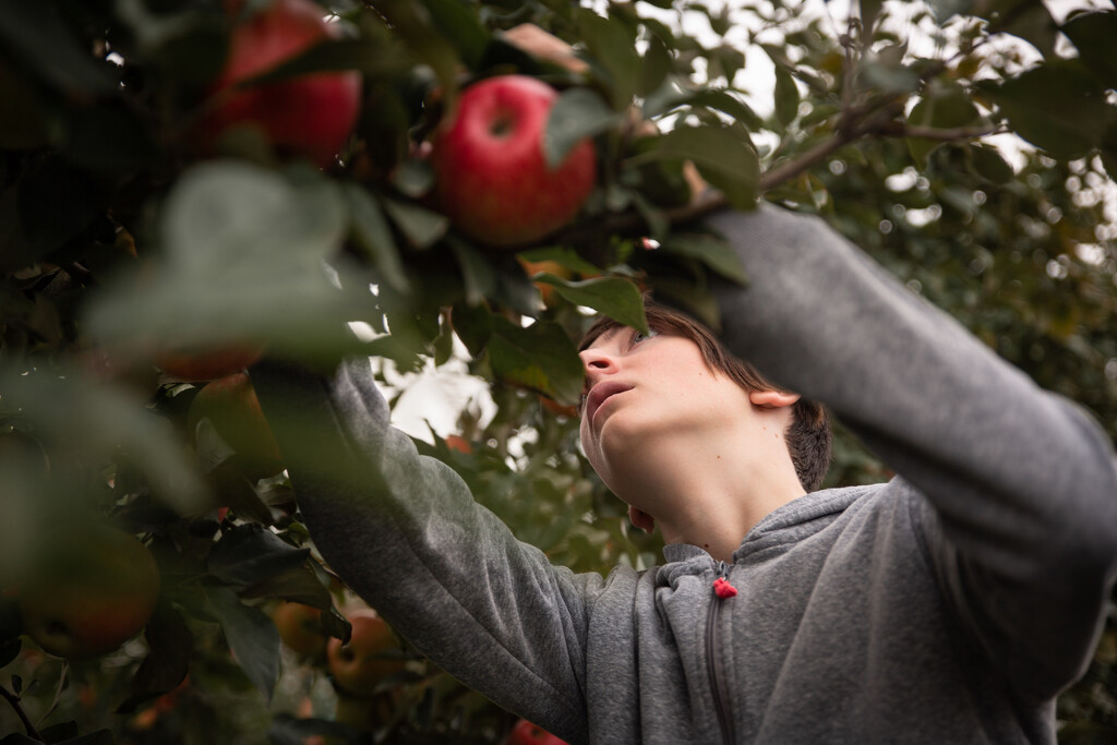 Apple Picking '23 by tina_mac