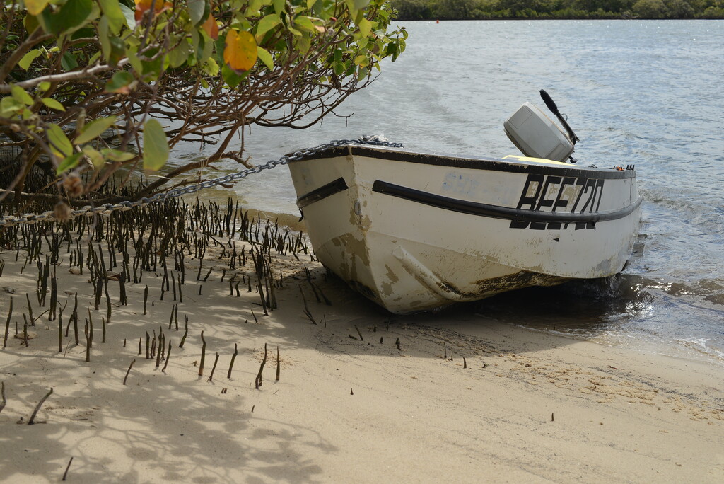 SOOC Challenge: Hiding in the mangroves by jeneurell
