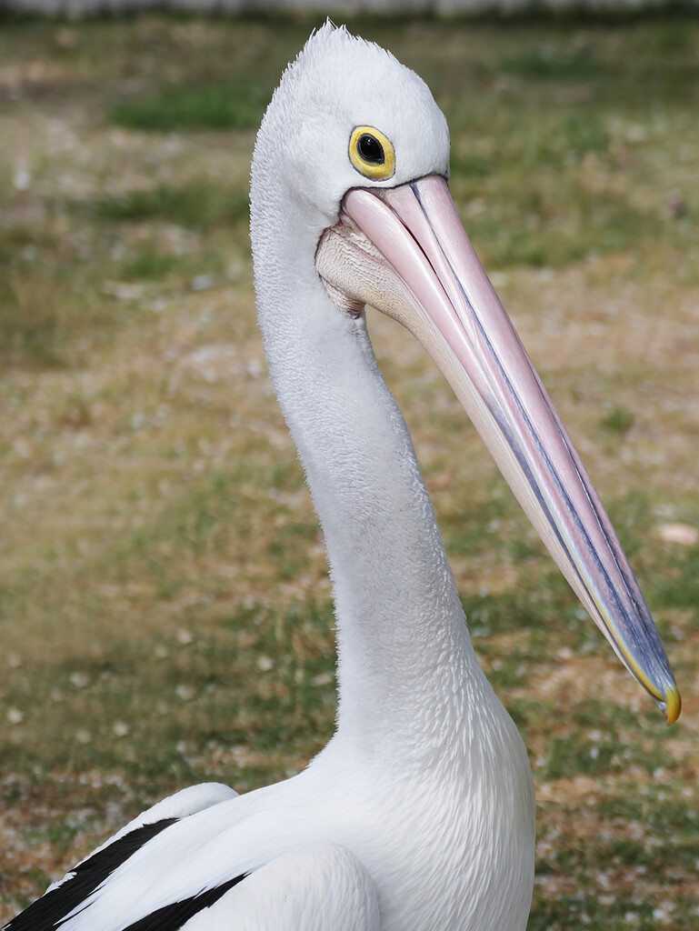 Pelican by onewing