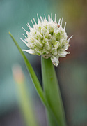 25th Sep 2023 - Onion Flower