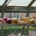 onions by cam365pix