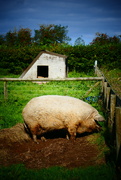 23rd Sep 2023 - woolly pig