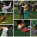 Chicken tricks