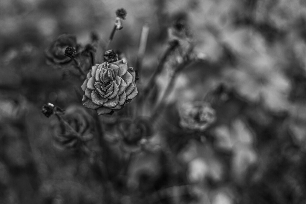 Autumnal rose by darchibald