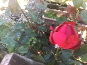 20th Sep 2023 - Red rose
