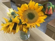 25th Sep 2023 - Sunflowers