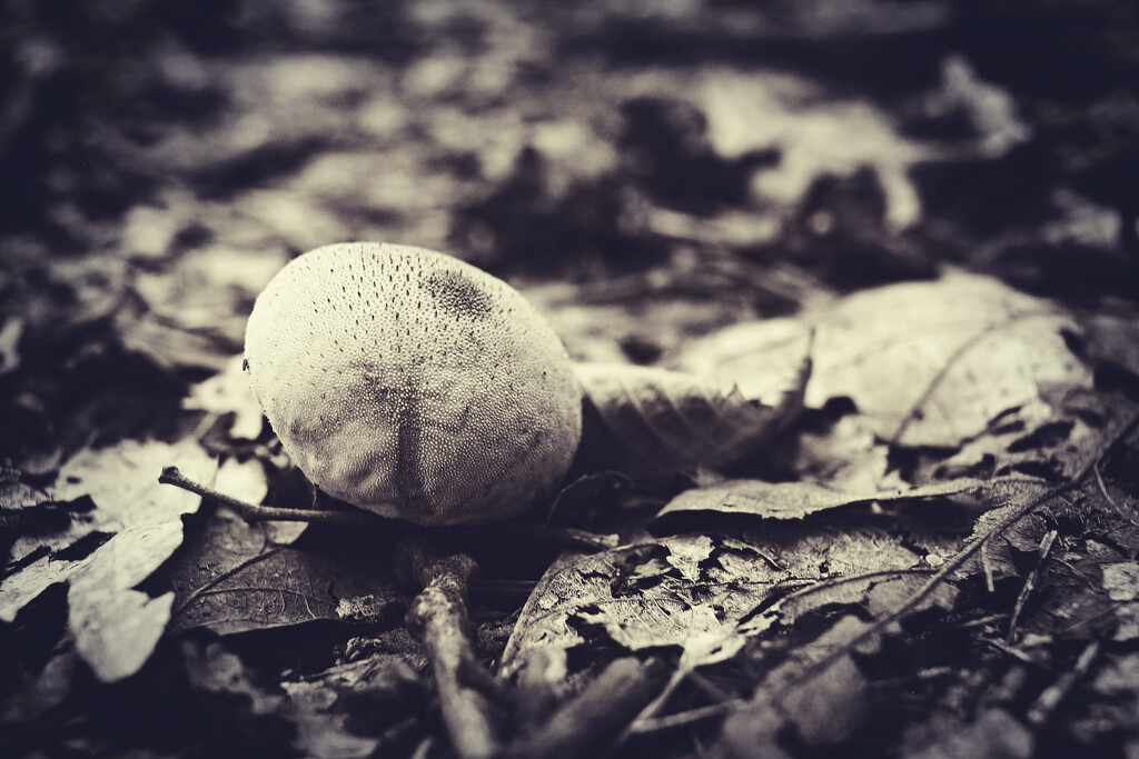 Teensy-Weensy Puffball by juliedduncan