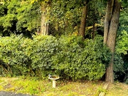 25th Sep 2023 - Bluejay in the Birdbath