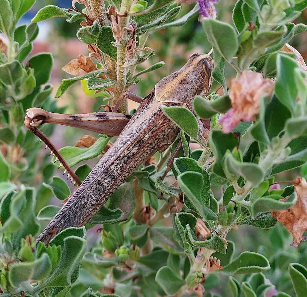 Grasshopper by stownsend