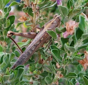 22nd Sep 2023 - Grasshopper