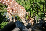 8th Sep 2023 - 1 Month Old Baby Giraffe