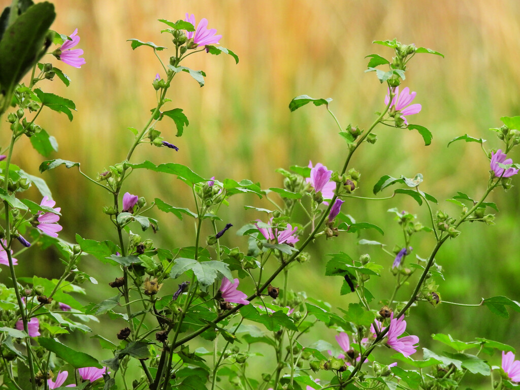 Wild Flowers  by seattlite