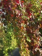 25th Sep 2023 - Virginia creeper looking at its best