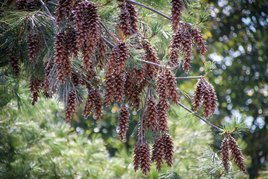 Pine cones by mittens