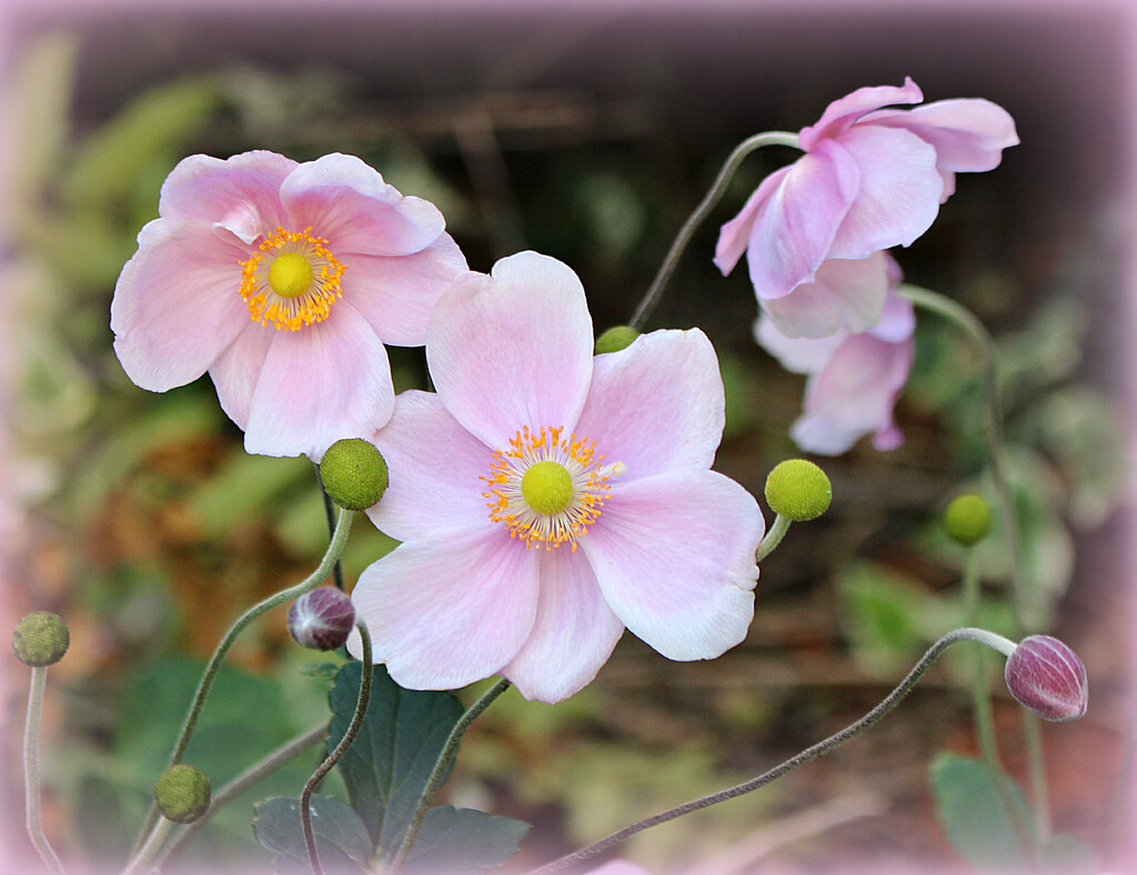 Pink anemone.  by wendyfrost