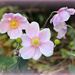 Pink anemone.  by wendyfrost