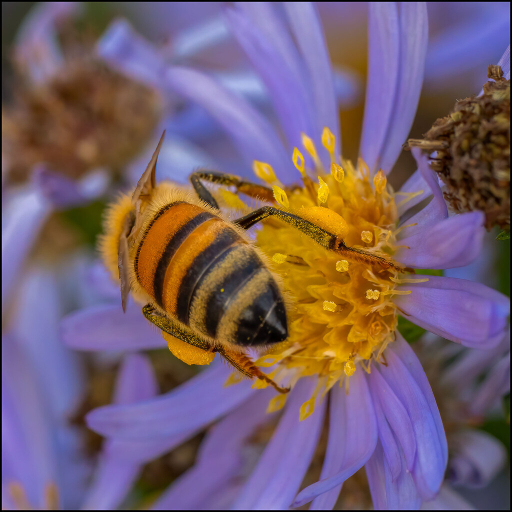 Bee in the garden by clifford