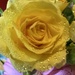 Rose in a bouquet