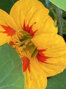 4th Sep 2023 - Nasturtium Flower 