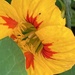 Nasturtium Flower  by cataylor41