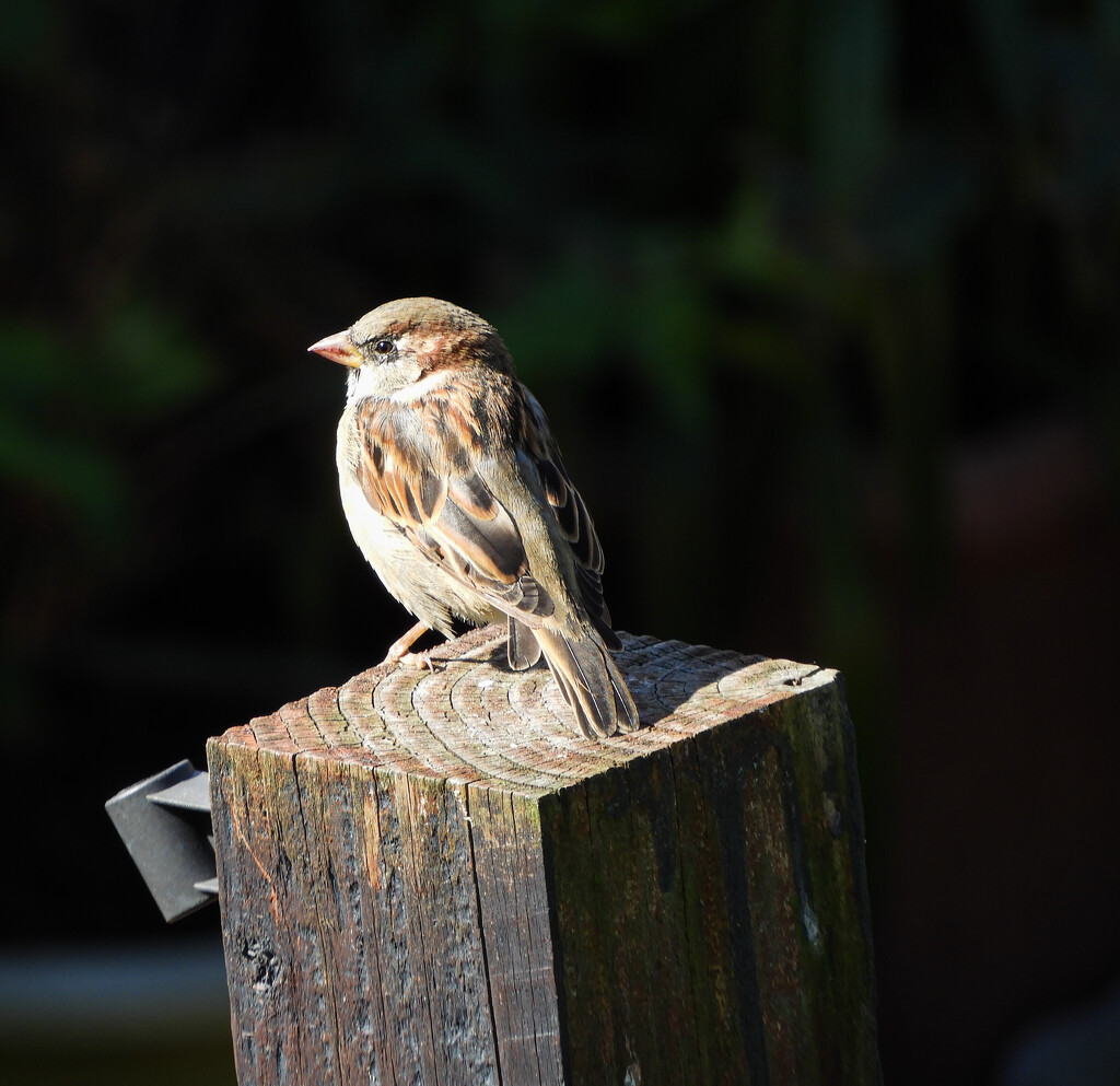 Coveting my neighbour’s sparrow by tiaj1402