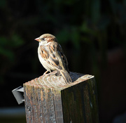 23rd Sep 2023 - Coveting my neighbour’s sparrow