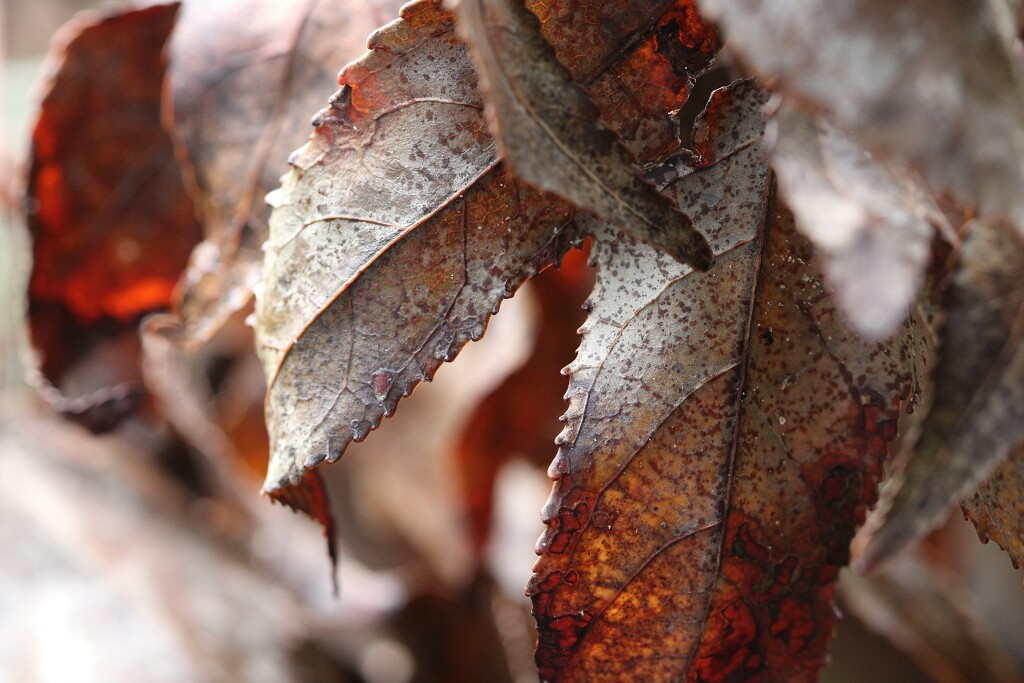 Dead leaves on a fallen tree branch... by marlboromaam