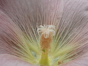 28th Aug 2023 - Right inside a hollyhock bloom