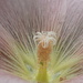 Right inside a hollyhock bloom by speedwell