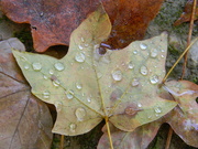 25th Sep 2023 - Leaf with Raindrops