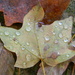 Leaf with Raindrops by sfeldphotos