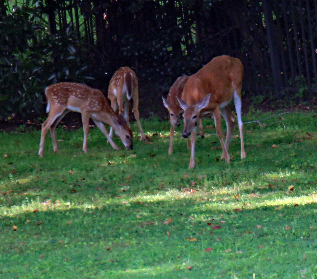 AUG 22 Deer 4 IMG_4558AA by georgegailmcdowellcom