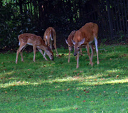 22nd Aug 2023 - AUG 22 Deer 4 IMG_4558AA