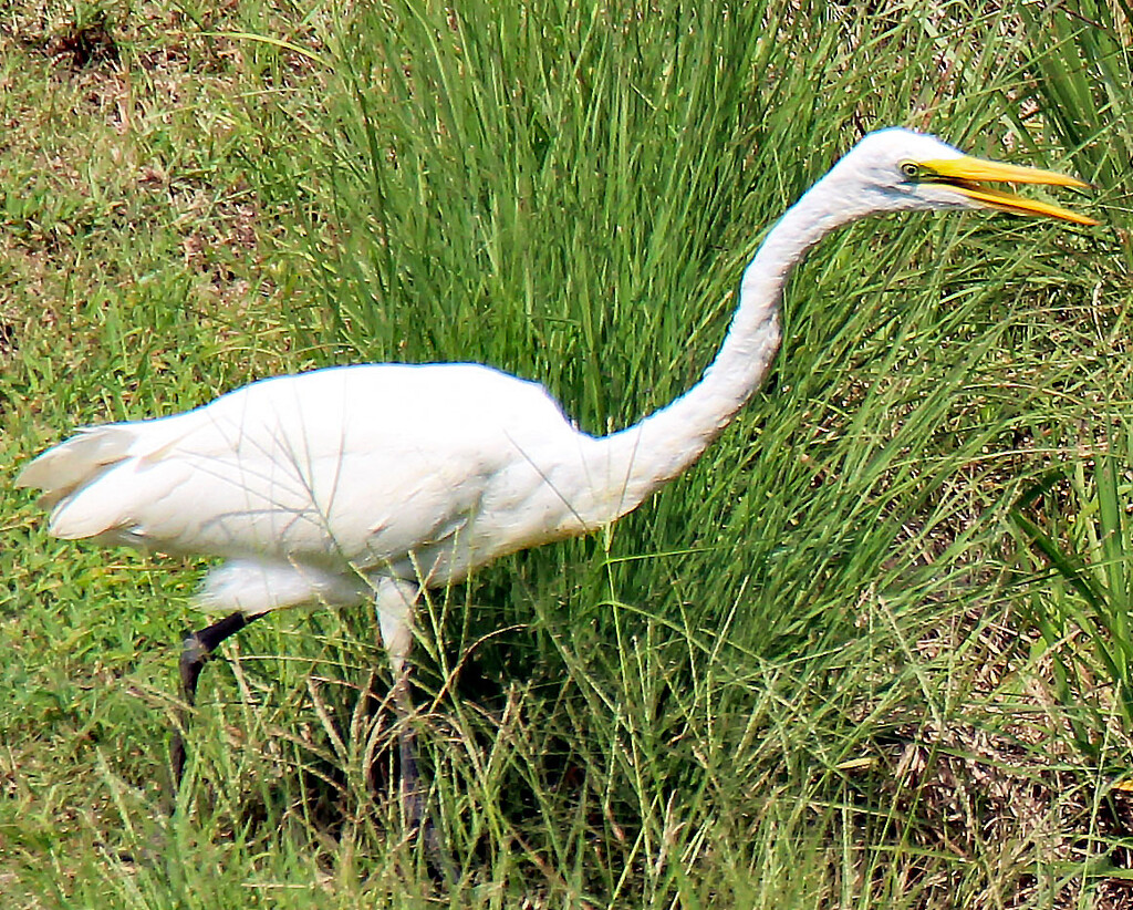 Aug 22 White Egret Screaming IMG_4586AA by georgegailmcdowellcom