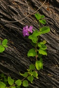 22nd Sep 2023 - 9 22 Lantana and tree trunk