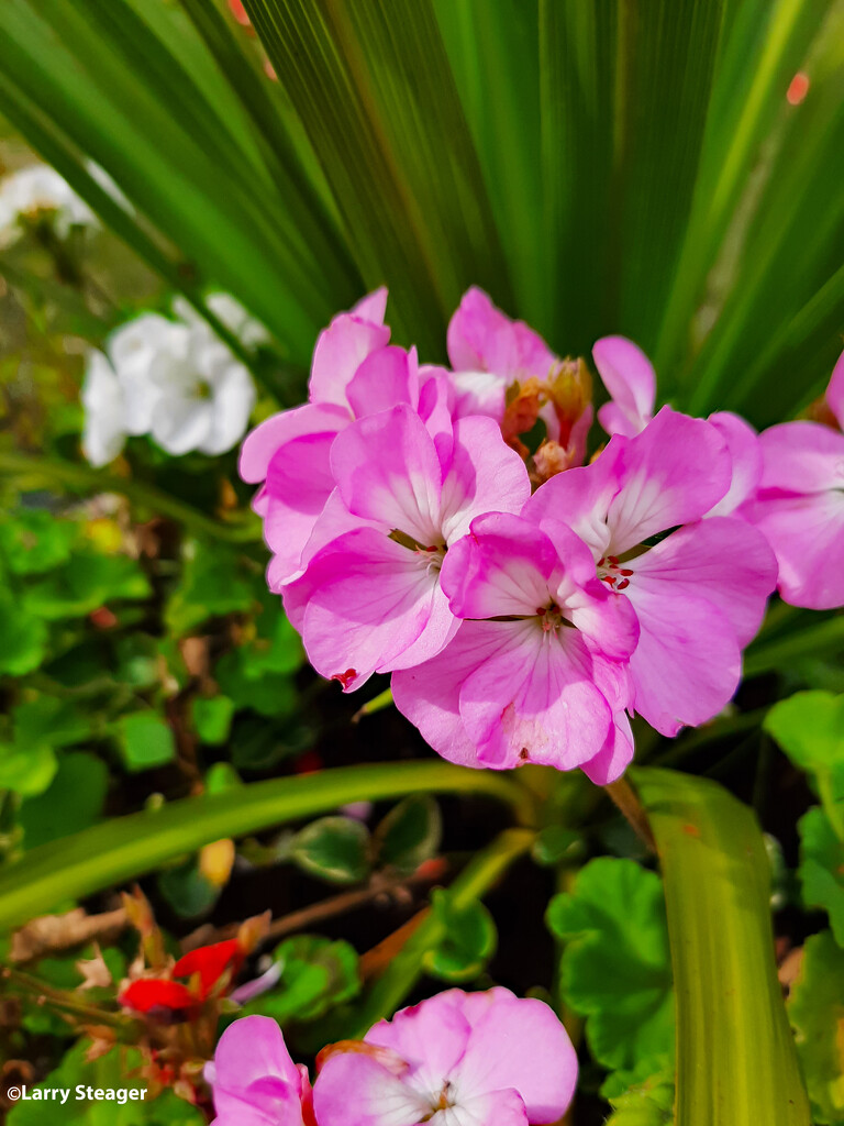 Pink geranium by larrysphotos