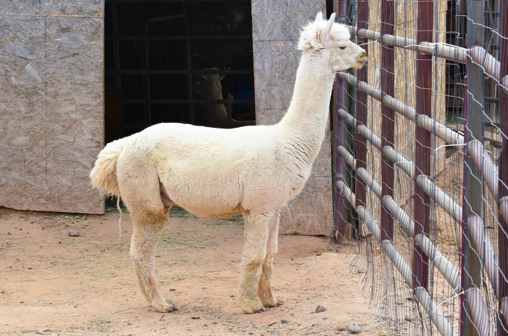 9 23 Male Alpaca by sandlily