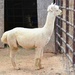 9 23 Male Alpaca