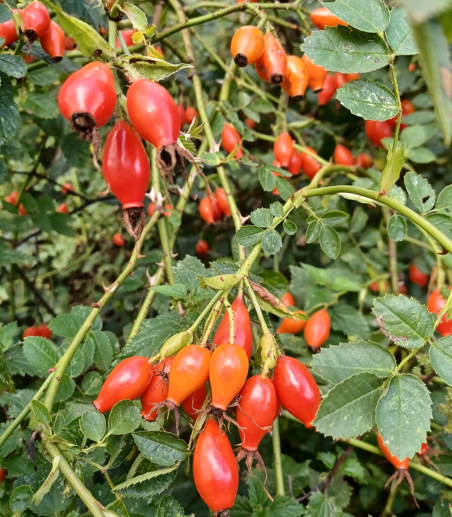 Rose hips by busylady