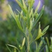 9 24 New Growth