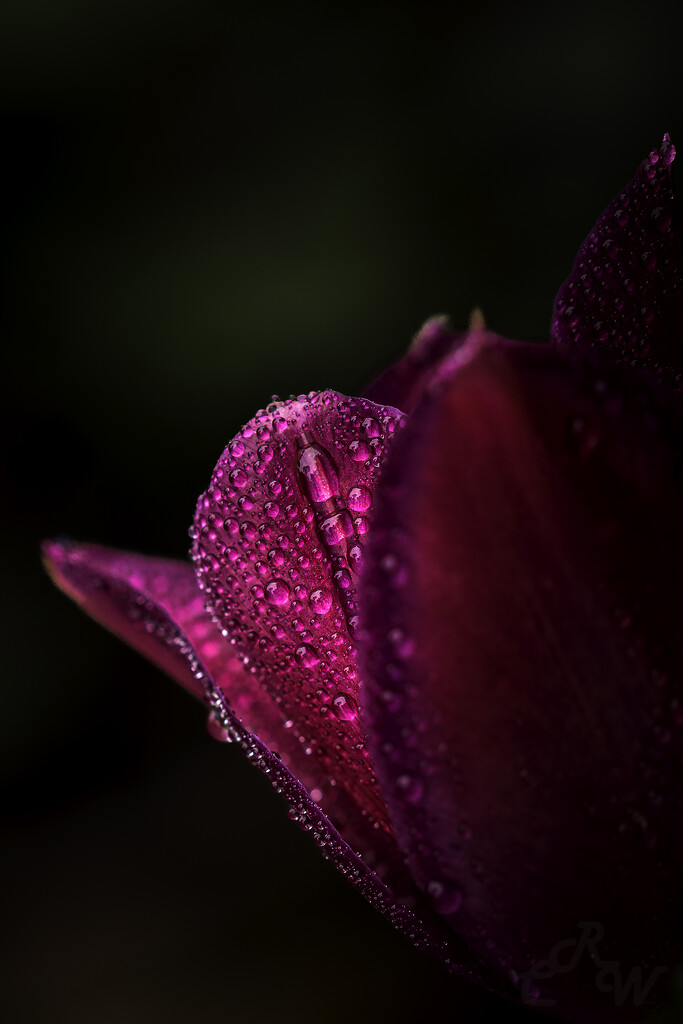 Tulip and Raindrops by kipper1951